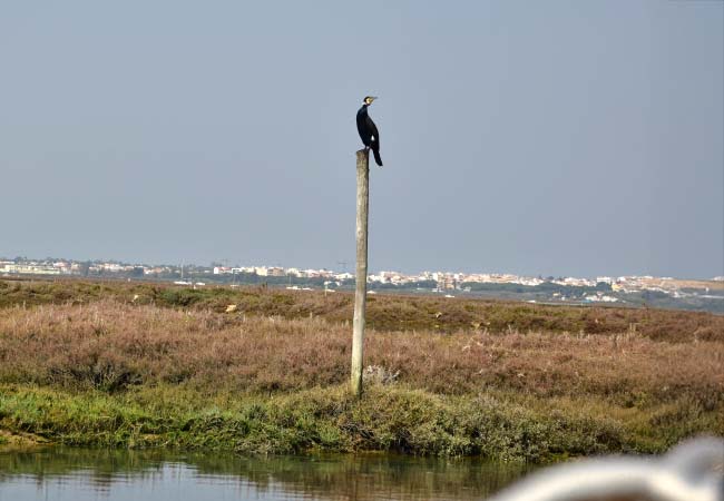 Boat tour of the Parque Natural da Ria Formosa