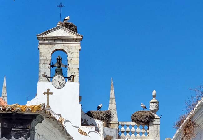 Gli enormi nidi delle cicogne in cima all'Arco da Vila