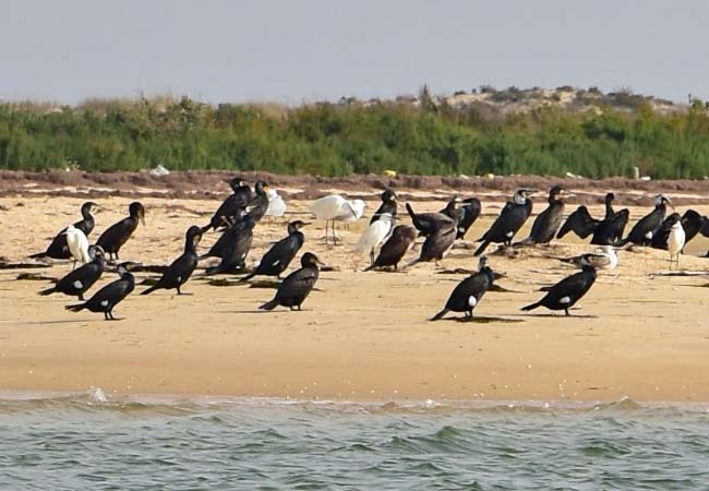 Ria Formosa birds